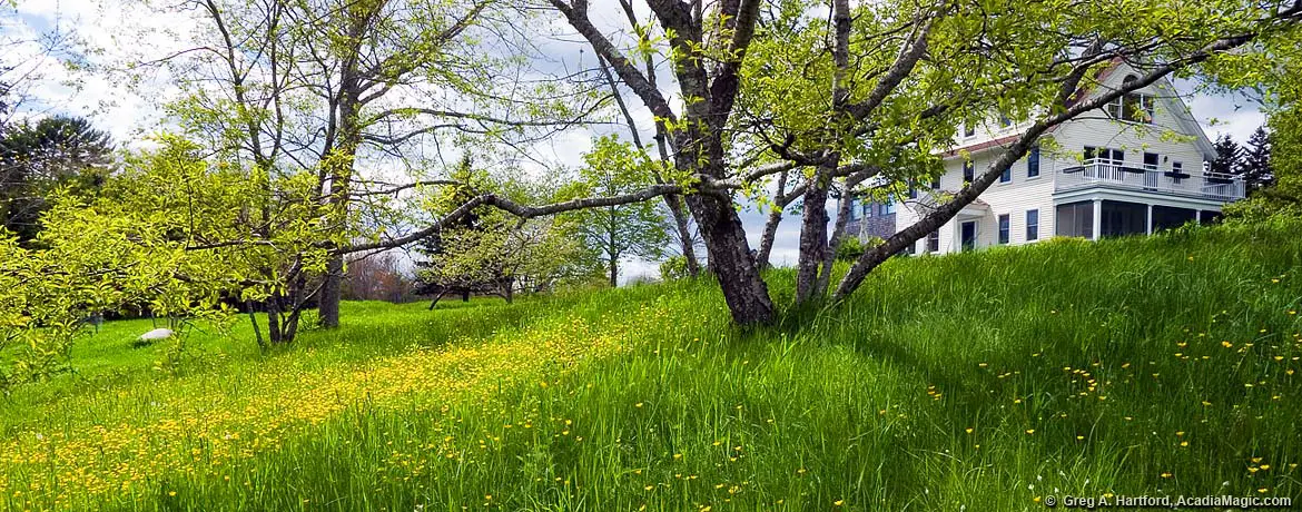 Spring flowers in field of grass