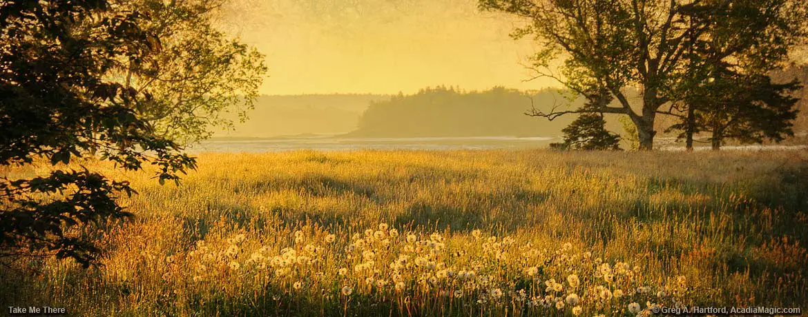 Dandelions at sunrise in Trenton