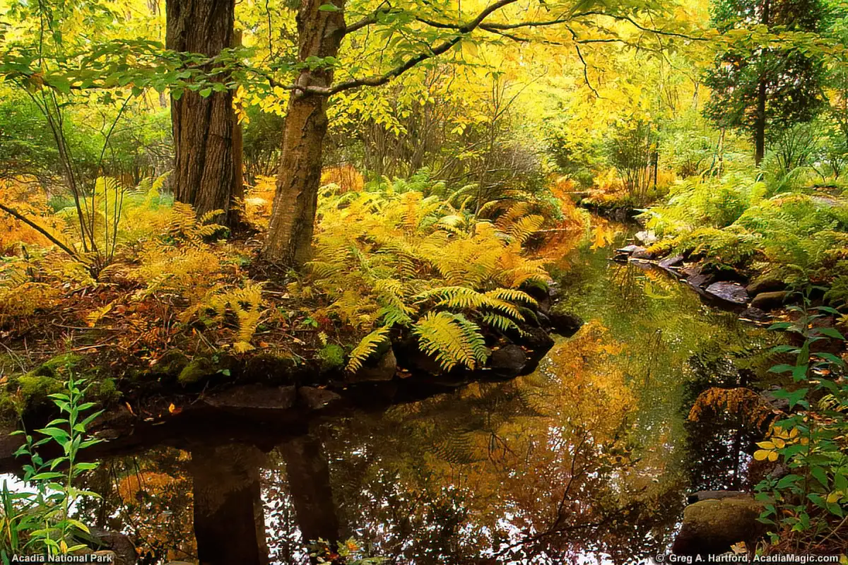 This shows the autumn vegetation around Sieur de Monts Sping House in Acadia National Park.