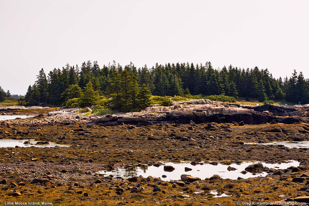 Little Moose Island at Low Tide