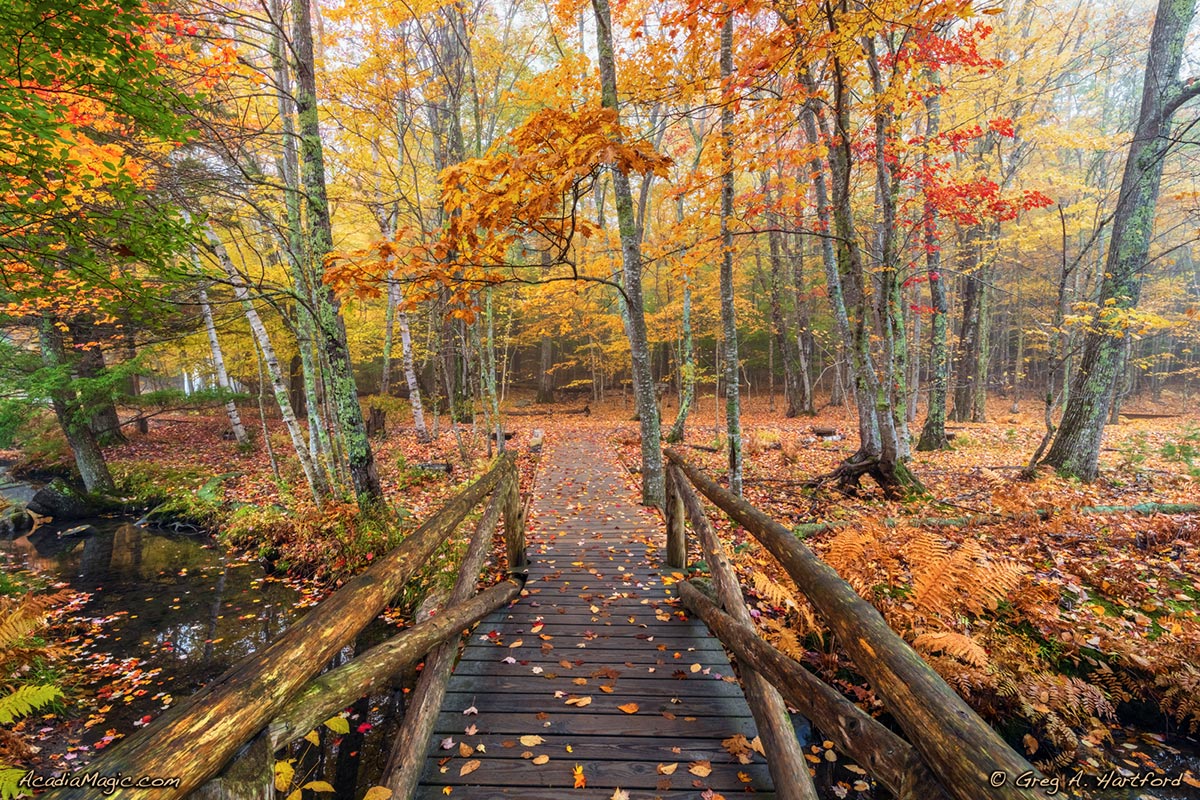 This shows the colors of autumn next to the Nature Center in Acadia National Park.