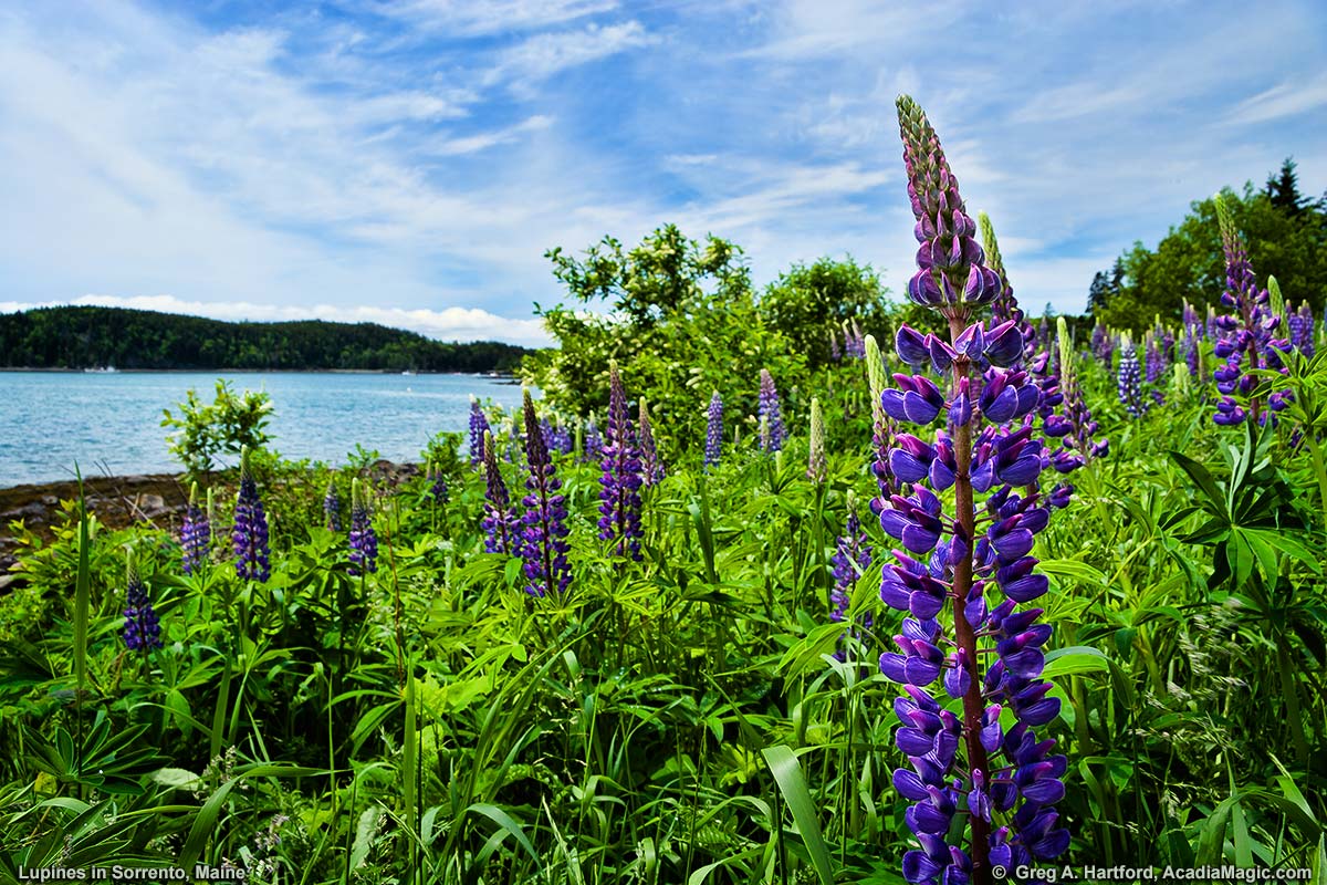 Lupines grow on the shore of Sorrento Harbor in Maine.