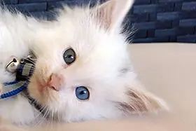 Maine Coon Cats & Kittens