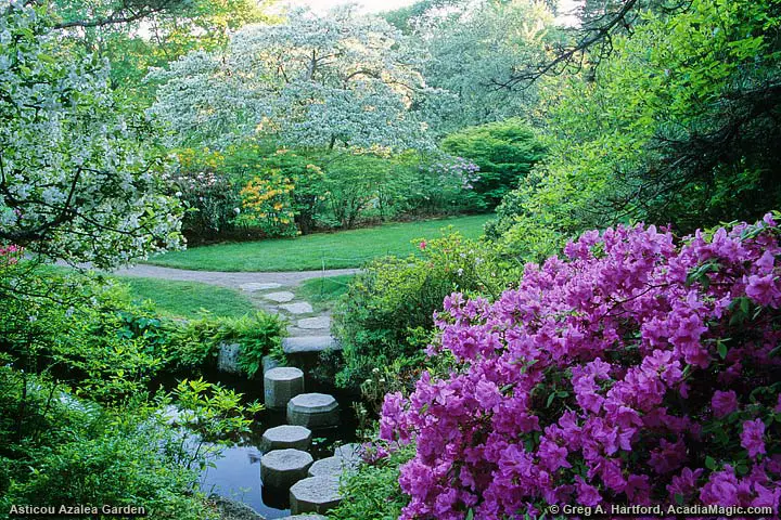 Flowering Garden during Spring