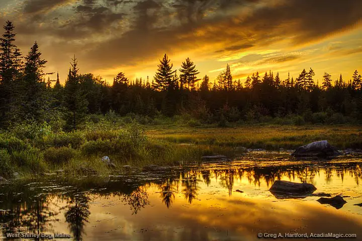 West Shirley Bog at Sunset