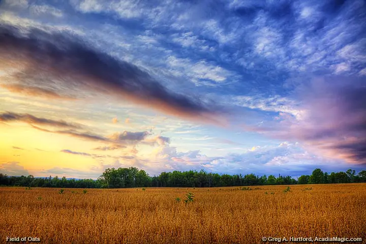 Field of Oats and Clouds in Maine Highlands
