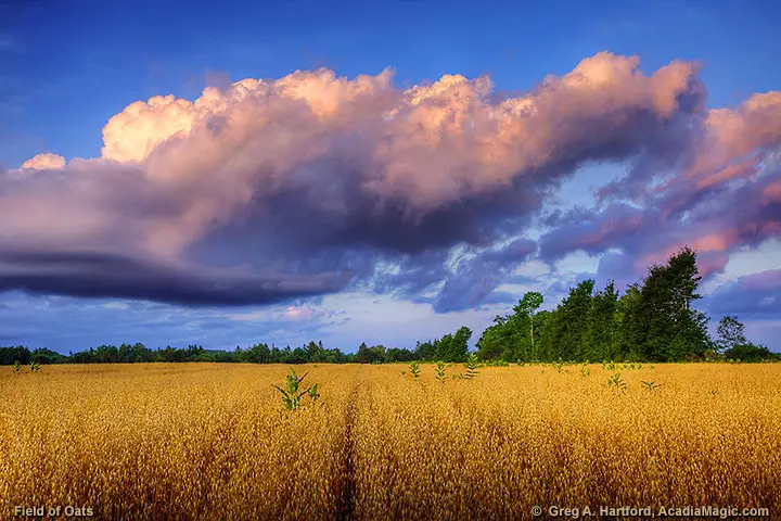 Maine field of oats