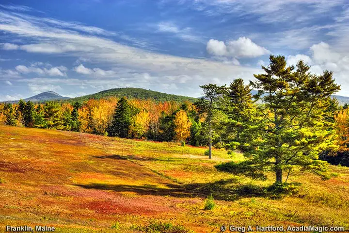 Blueberry fields in Franklin, Maine