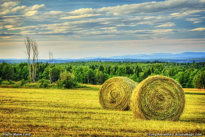 Round Bays of Hay in Maine Field