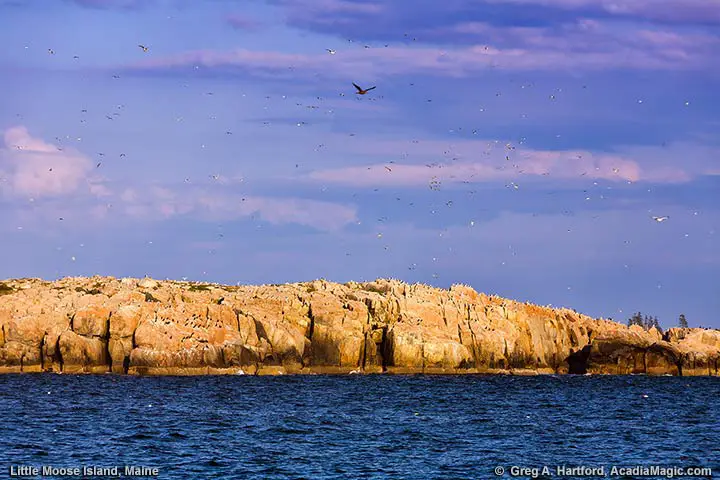 Nesting birds at Little Moose Island