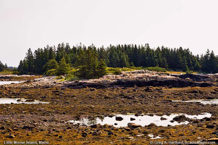 Little Moose Island at Low Tide