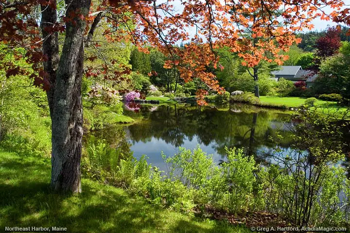 Asticou Azalea Garden