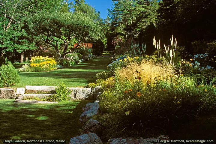 Thuya flowering garden