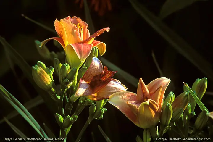 Flowers in Thuya Marden