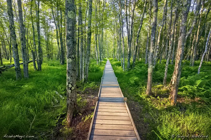 The Jesup Path in Acadia