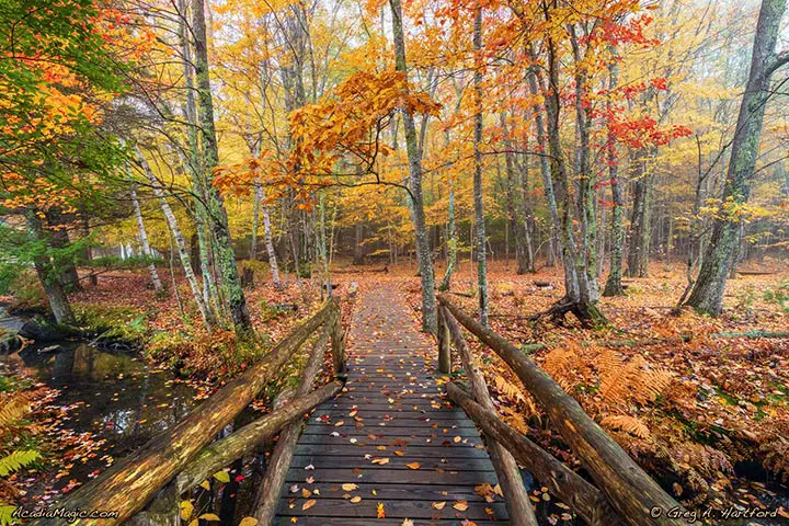 This shows autumn colors neaxt to the Nature Center in Acadia National Park.