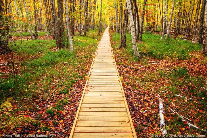 Boardwalk on one of Acadia Hiking Trails