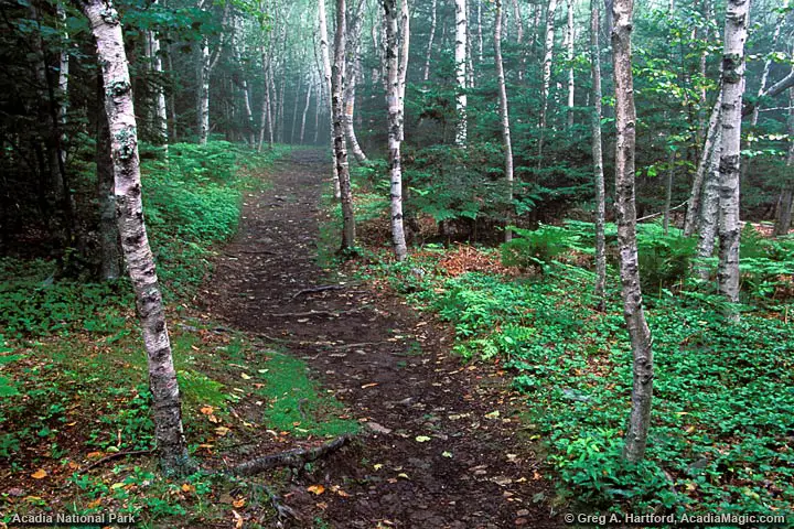 Grey Birch Trees on Great Head Trail