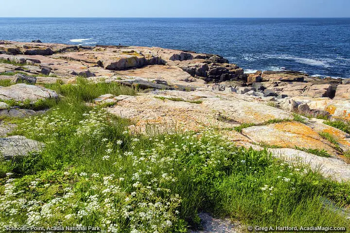 View of Shore at Schoodic Point