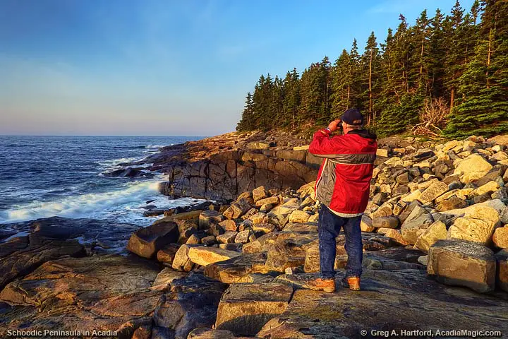 Bird watching at Schoodic Point