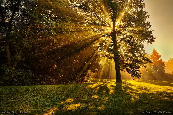 Sunlight breaks through the leaves and morning fog