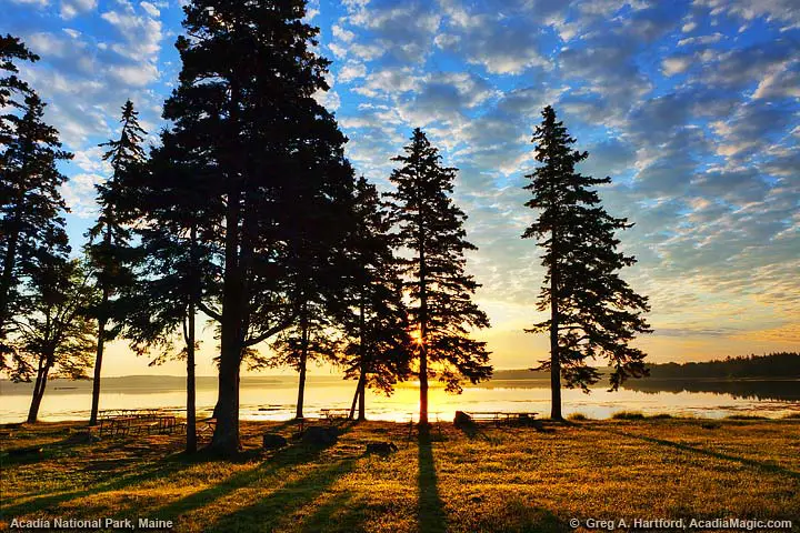 Sunrise seen from Thompson Island through the evergreen trees