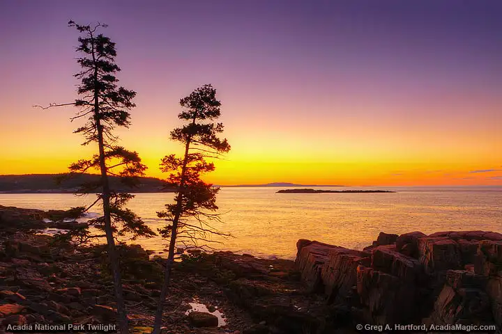 Twilight silhouette of trees near Thunder Hole