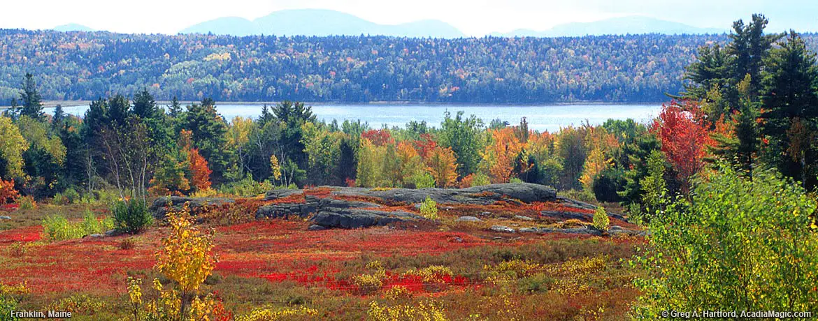 Franlin, Maine Blueberry Field