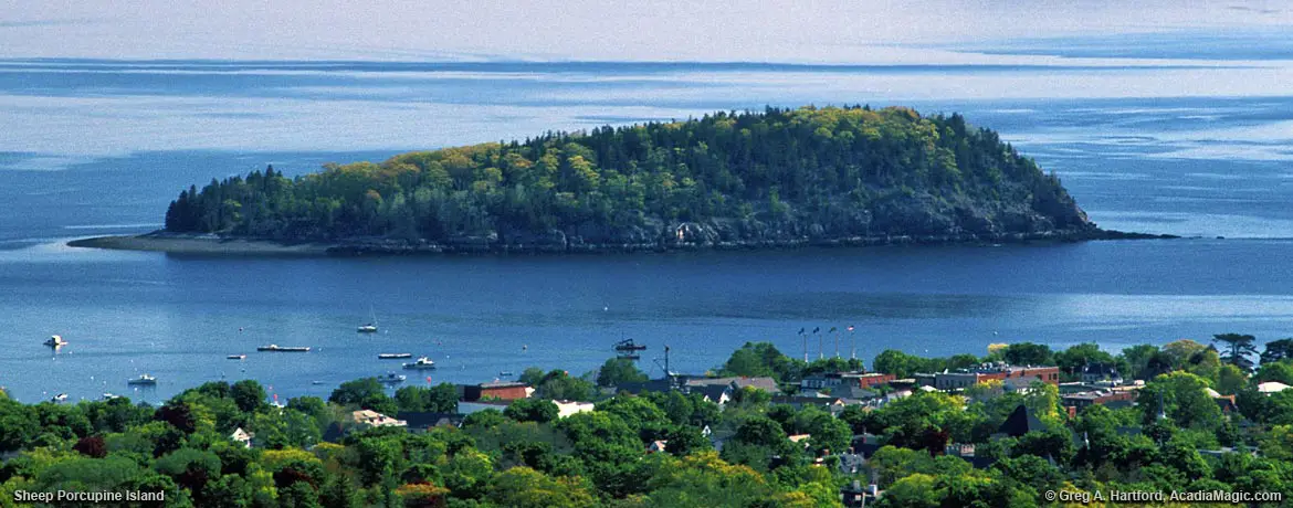 Sheep Porcupine Island