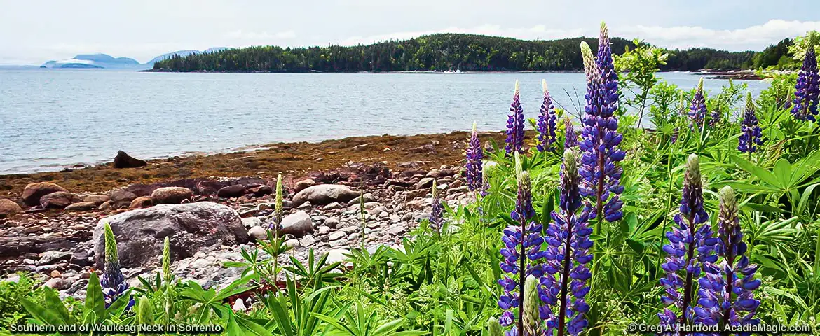 Southern end of Waukeag Neck in Sorrento, Maine