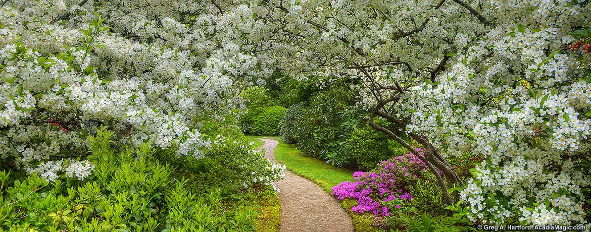 Asticou Azalea Garden