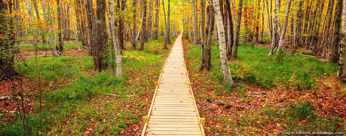 Boardwalk on hiking trail during autumn season