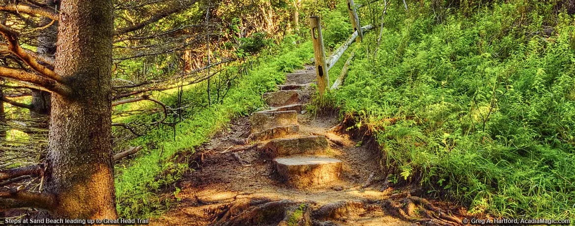 Steps leading up to Great Head Trail in Acadia National Park
