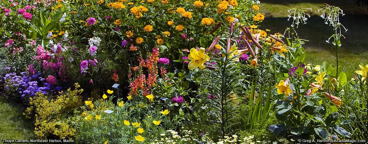 Some of the many flowers