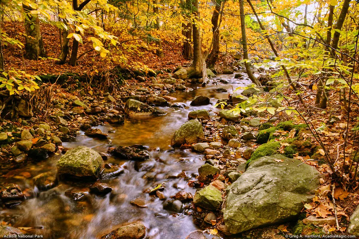 This shows the stream that starts at The Tarn and goes by Sieur de Monts Spring House and the Nature Center.