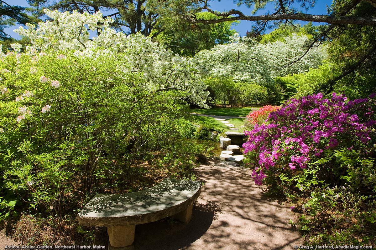Peak color time at Asticou Azalea Garden