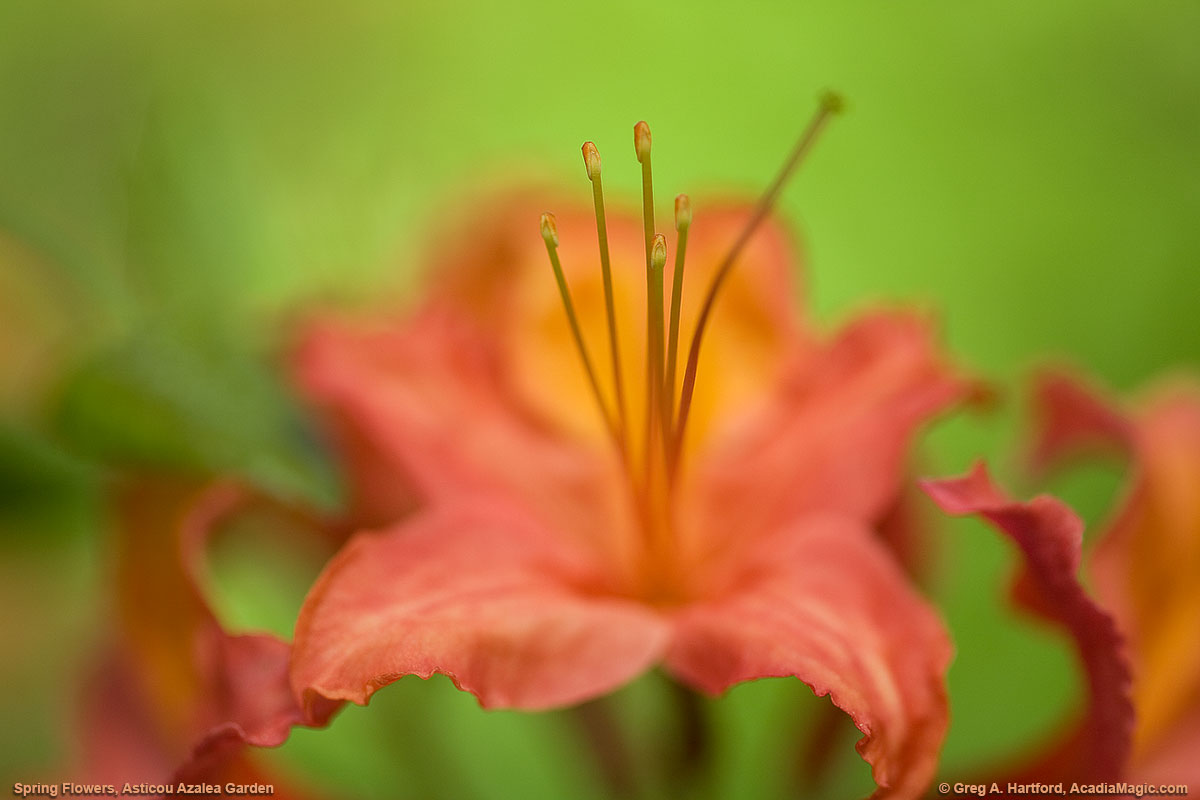 Flower showing filament and anther