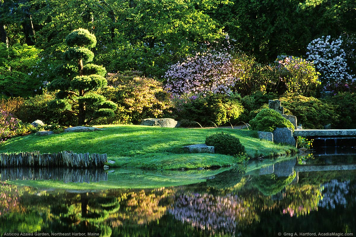 Asticou Azalea Garden viewed from southern road side shown in soft lighting