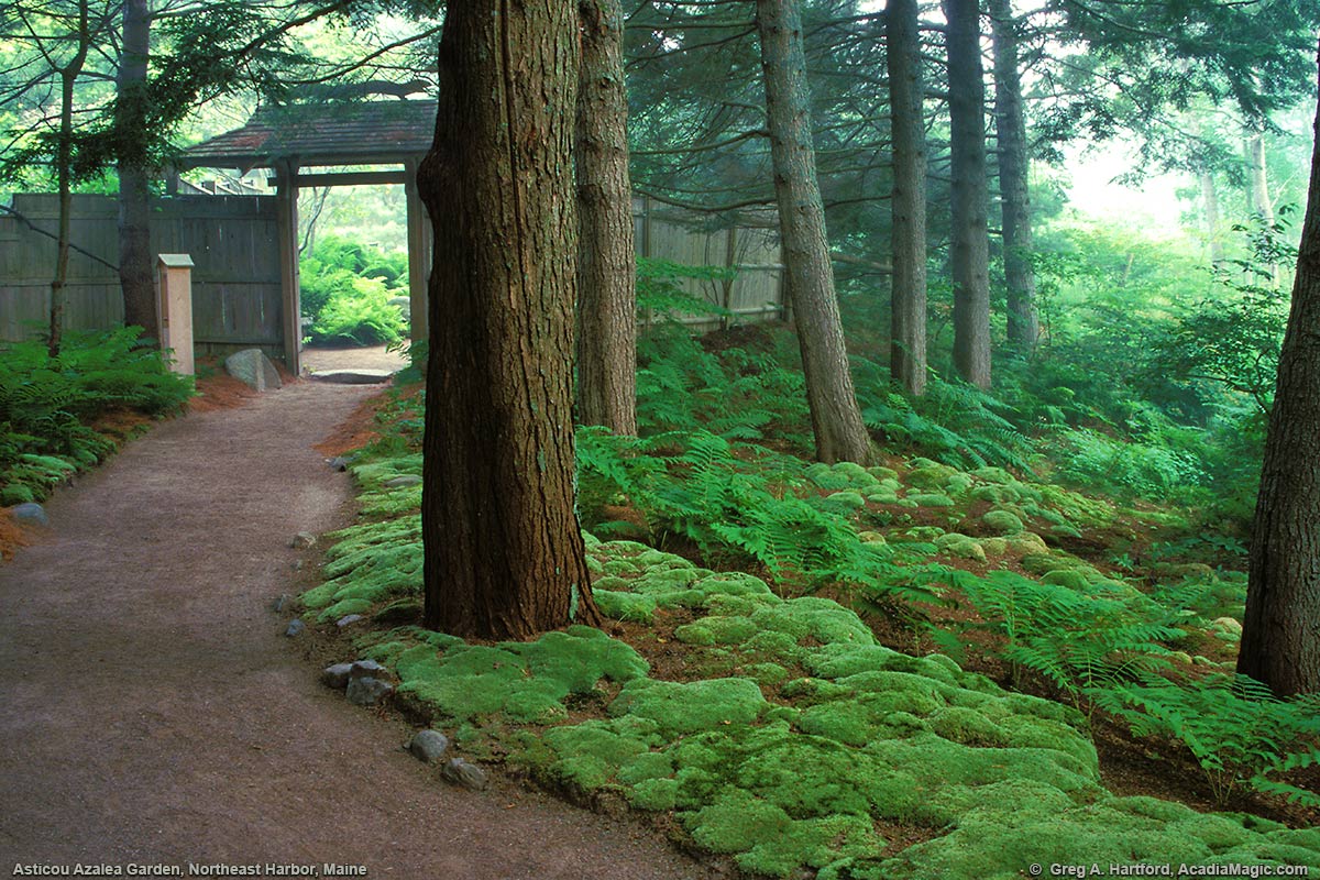 Path that leads to the Asticou Azalea Garden parking area