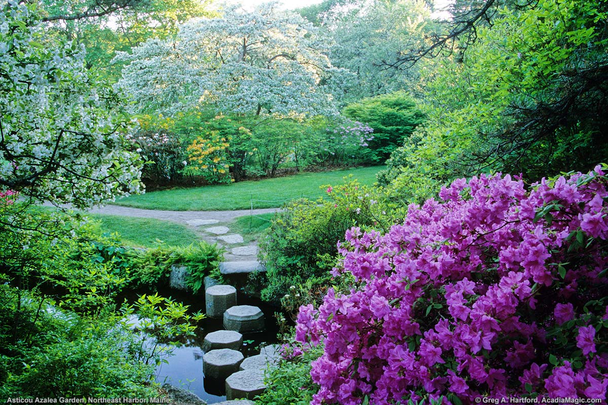 Flower petals covered the ground next to a tree and the pond