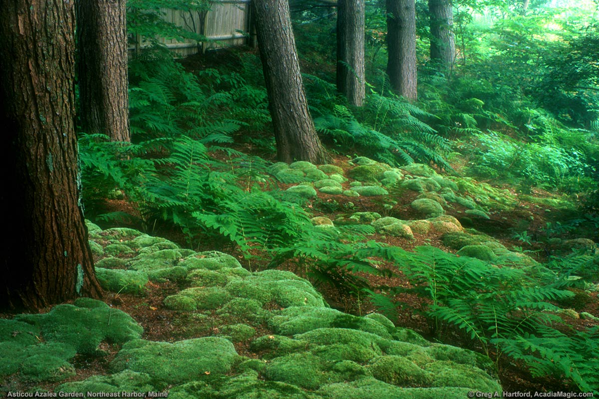 Green moss next to doorway leading to parking area