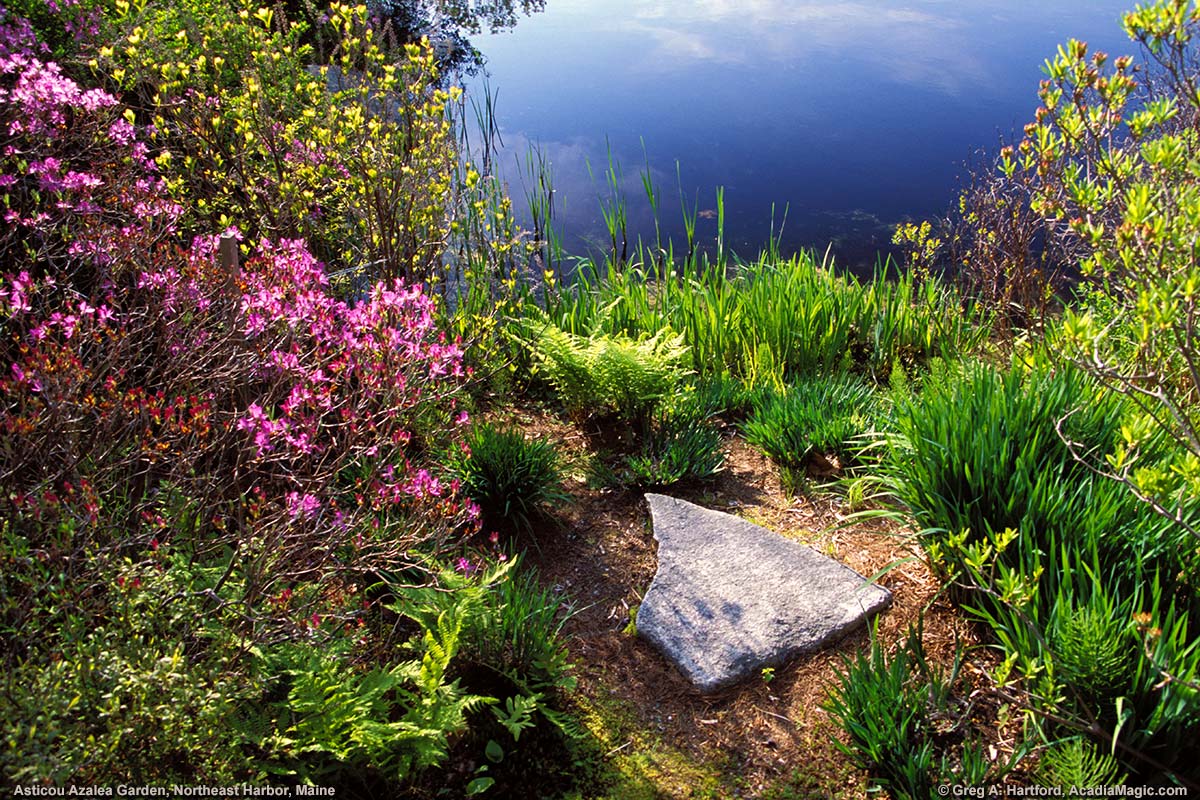 Colorful shoreside scene on garden pond