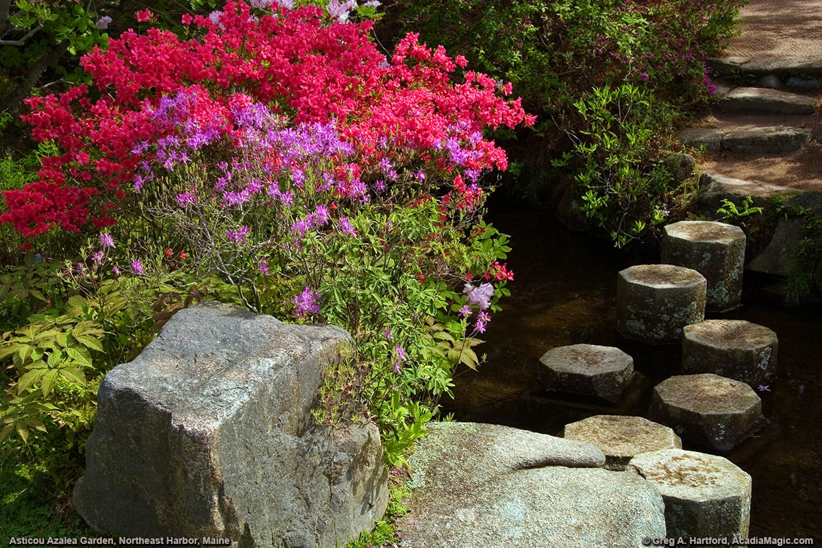 Granite stepping stones in garden stream