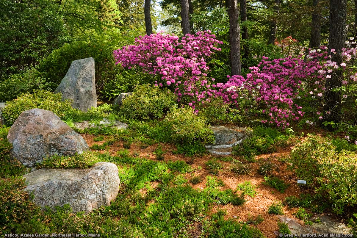 Sample plant and stone arrangement with label identification