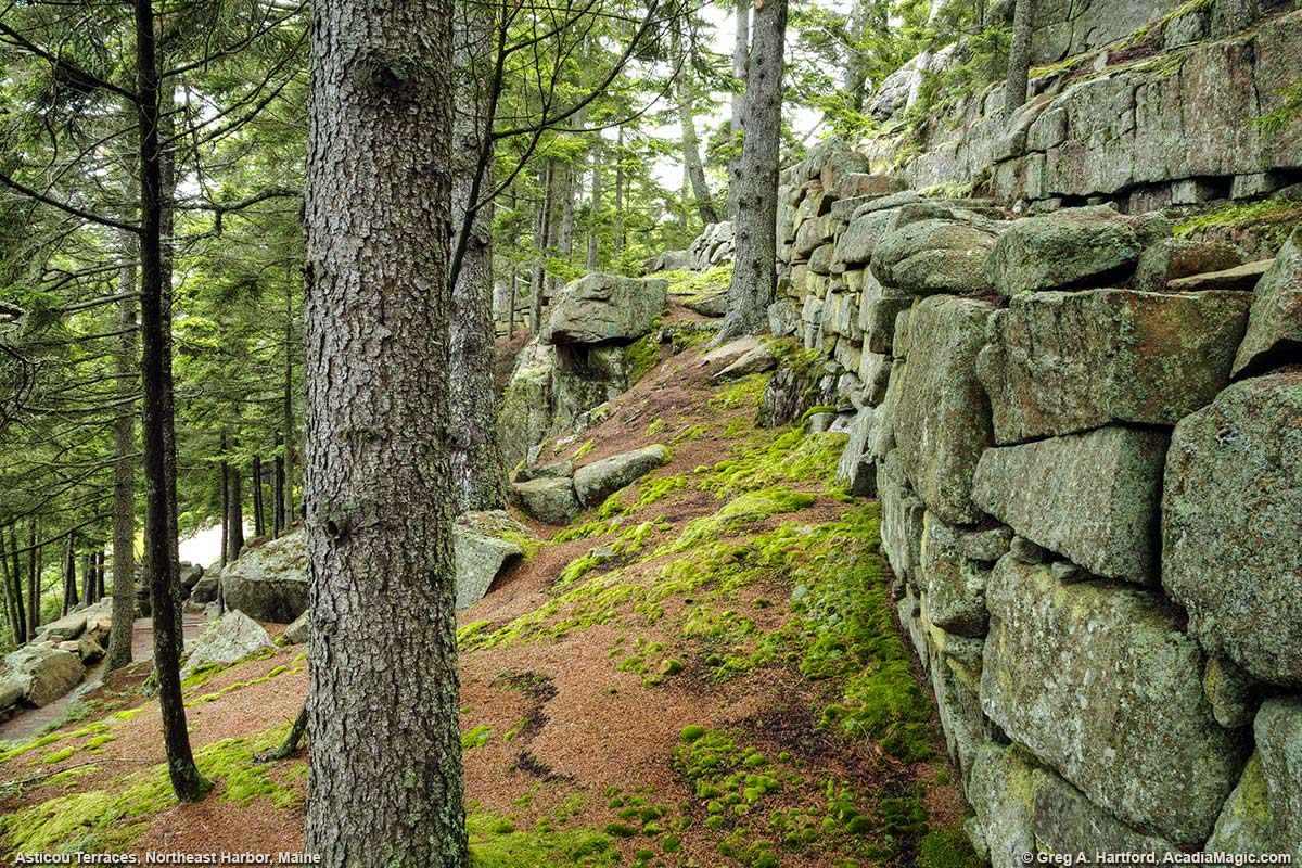 Green moss and trees next to granite wall