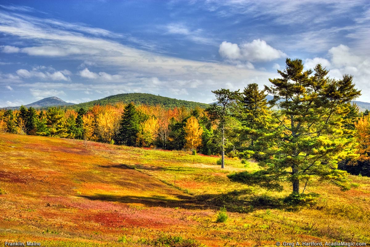 Autumn blueberry fields in Franklin, Maine
