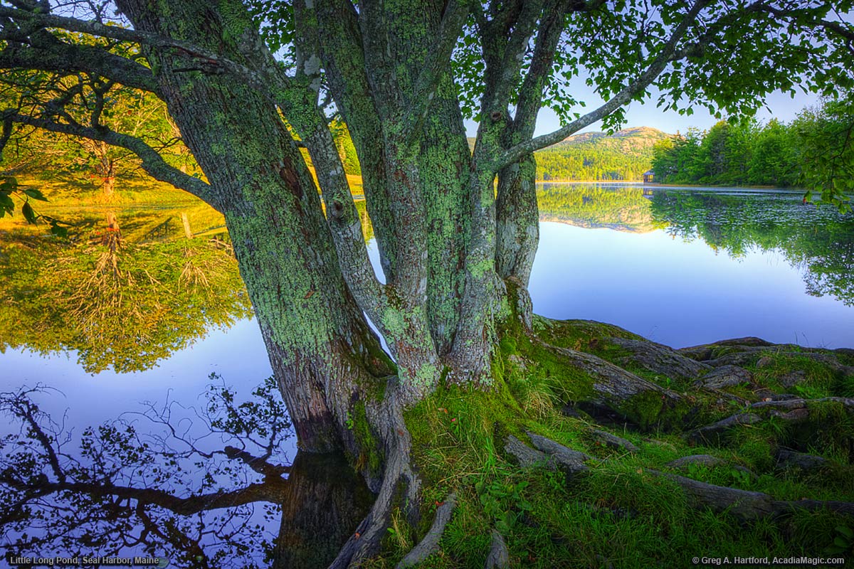 Tree next to Little Long Pond in Seal Harbor, Maine
