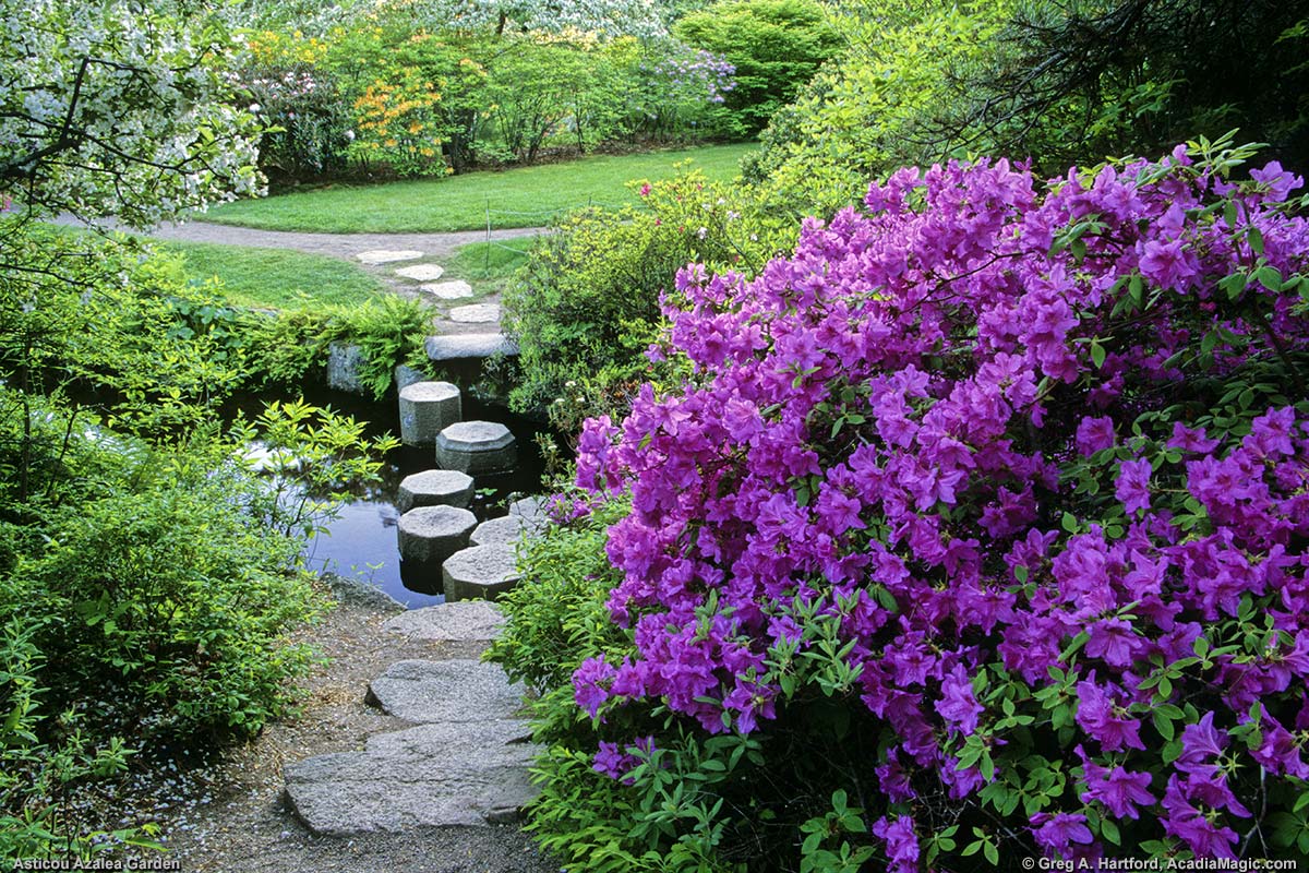 The walking path crosses the stream here with help from stepping stones.