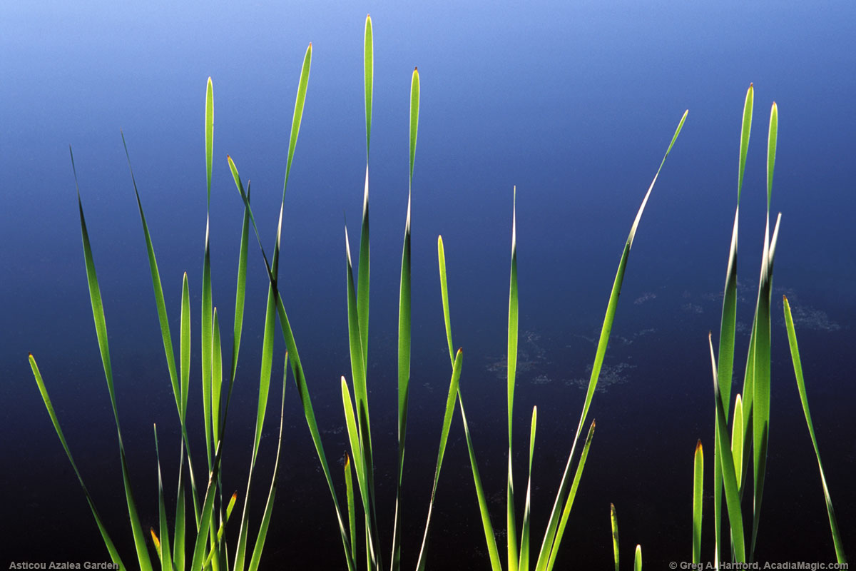 Elegant and graceful lines of plant against deep blue water background at Asticou Azalea Garden in Northeast Harbor