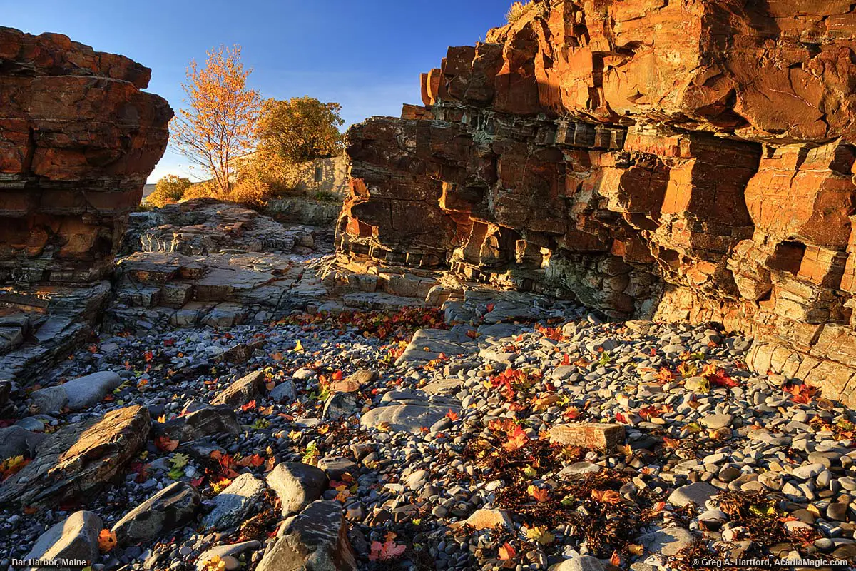 Autumn leaves on the shore in Bar Harbor, Maine